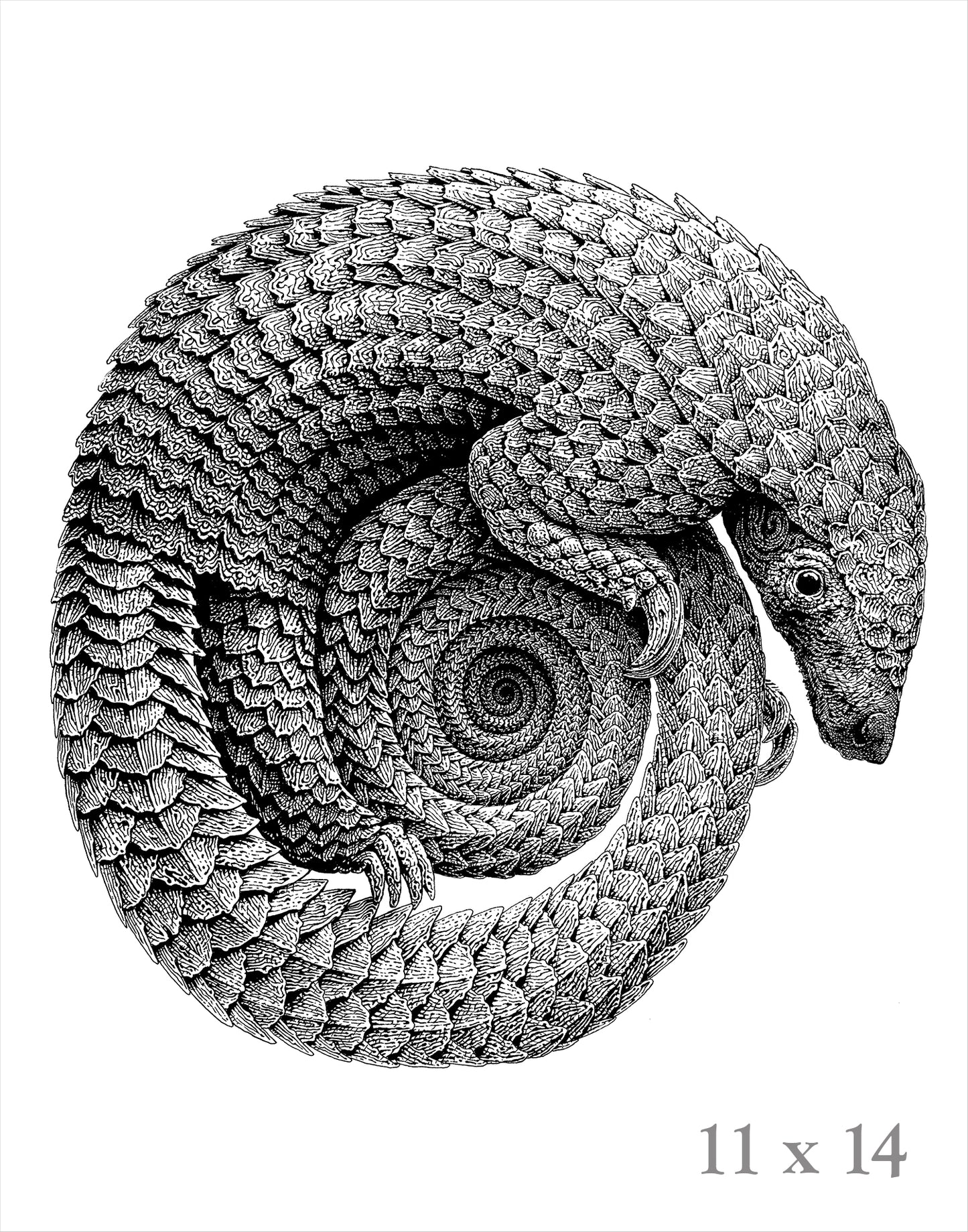 Pangolinfinite Limited Edition Lithograph and Giclee Prints -  Pangolin Print