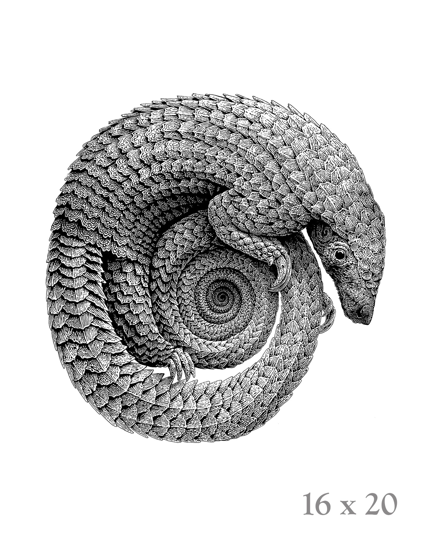 Pangolinfinite Limited Edition Lithograph and Giclee Prints -  Pangolin Print