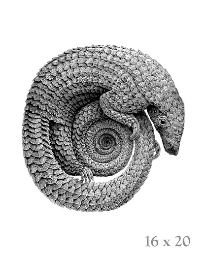 Pangolinfinite Limited Edition Lithograph and Giclee Prints -  Pangolin Print