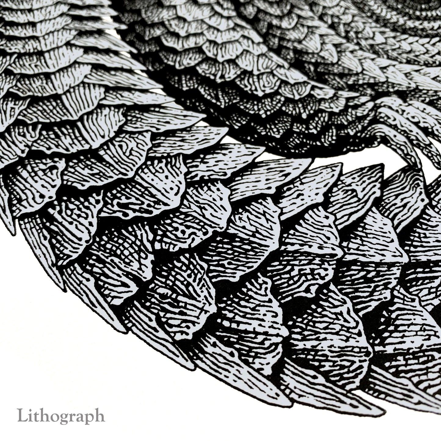 Pangolinfinite Limited Edition Lithograph and Giclee Prints -  Pangolin Print