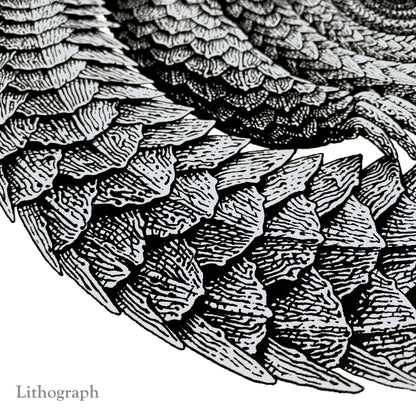 Pangolinfinite Limited Edition Lithograph and Giclee Prints -  Pangolin Print