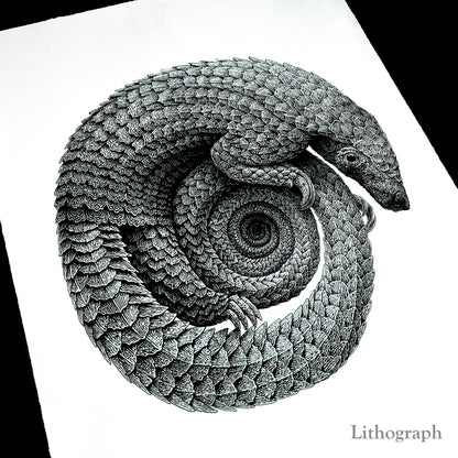 Pangolinfinite Limited Edition Lithograph and Giclee Prints -  Pangolin Print