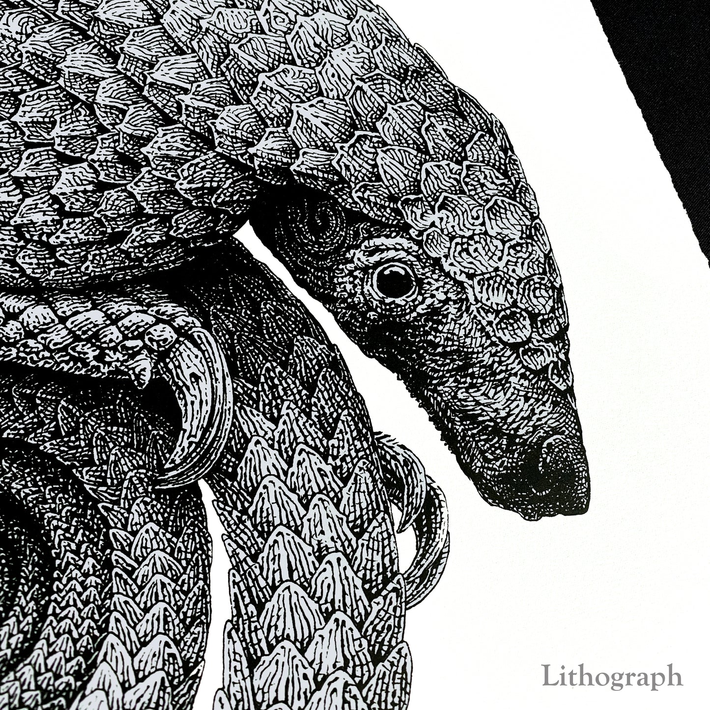 Pangolinfinite Limited Edition Lithograph and Giclee Prints -  Pangolin Print