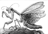 Ornate Praying Mantis Ink Drawing